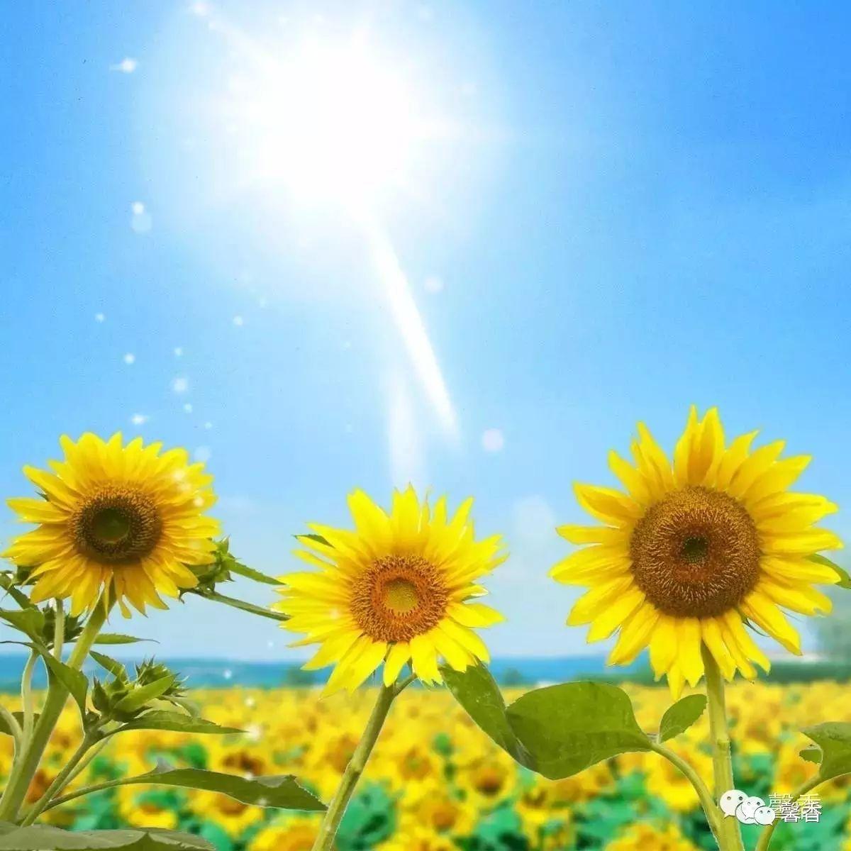鸡公山的花果 鸡公山的花果
