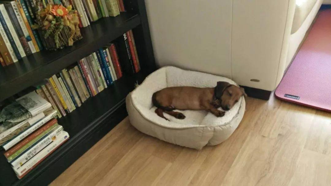 我向小狗学功课