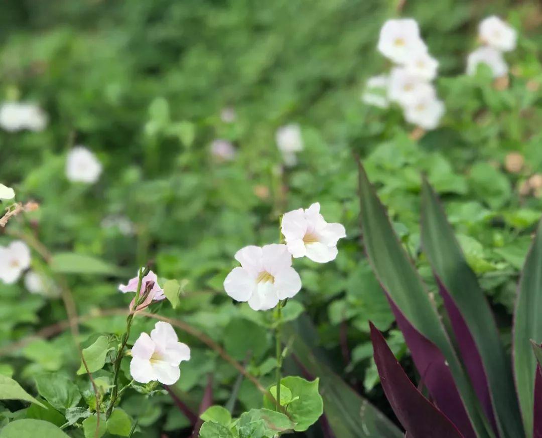 小花十万错