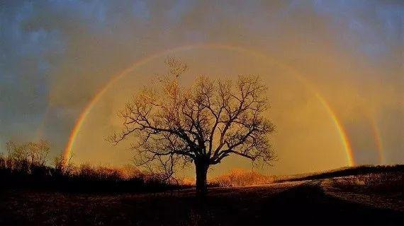 彩虹雨树