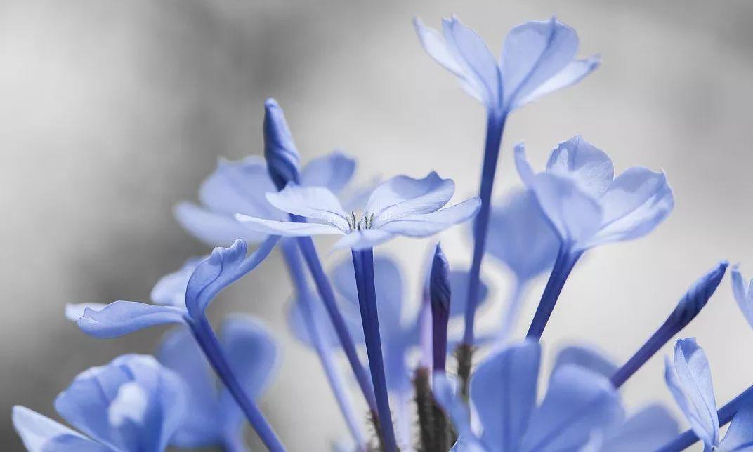 蓝雪花