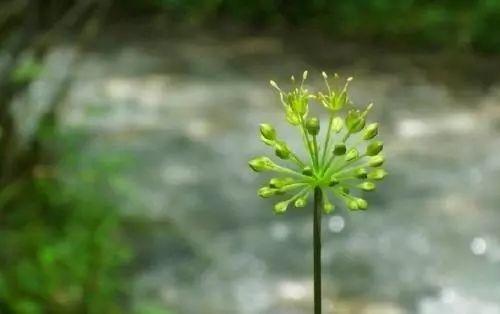 这么遥远的距离，是什么领生命回到了家乡？