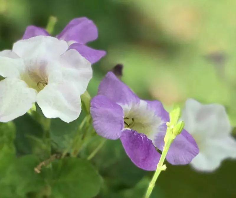 小花十万错