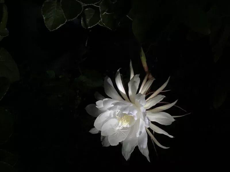 昙花与果
