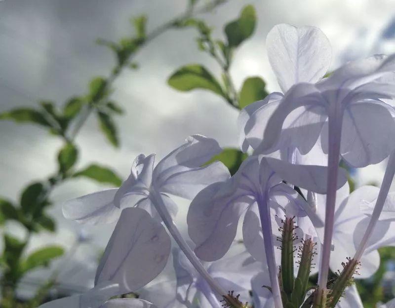 蓝雪花
