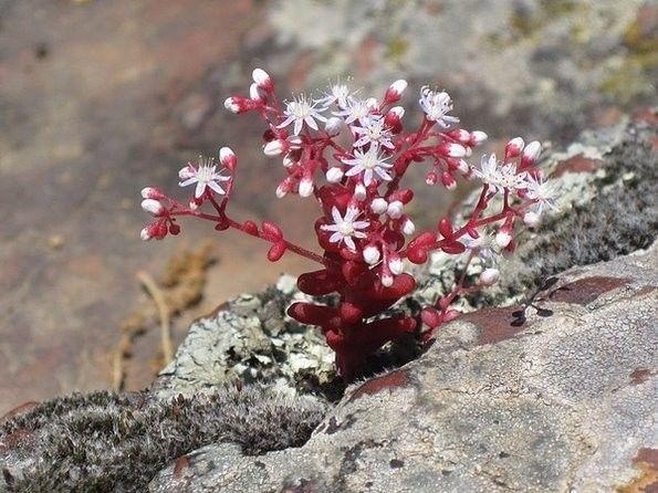 劫后重生的那些花儿