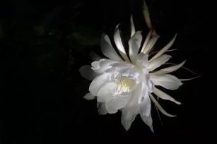 昙花与果