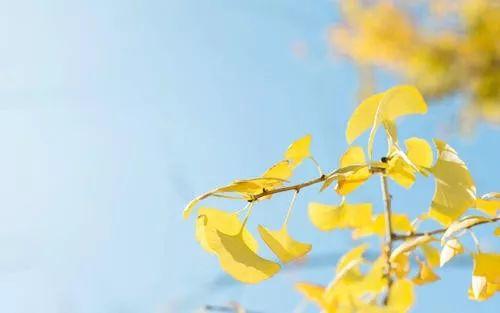 皇家的本分 皇家的本分