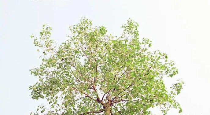 感悟 | 行善与信主