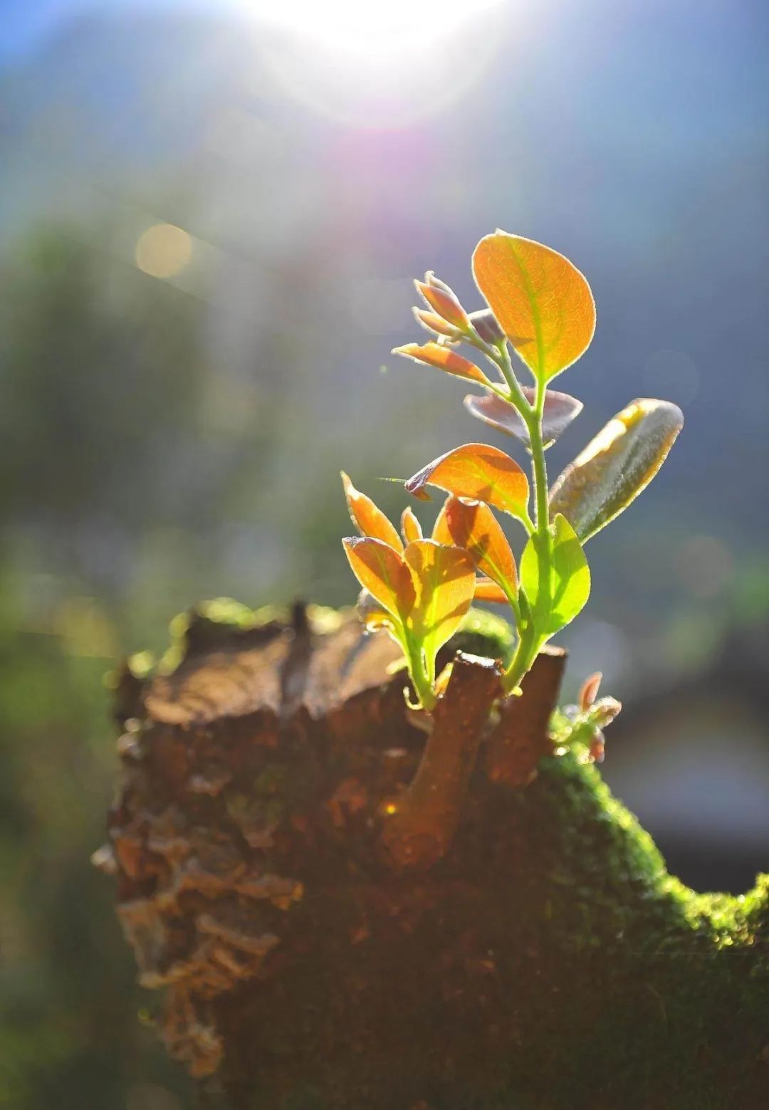 在患难的黑夜里，成为新造的人，找到希望之光
